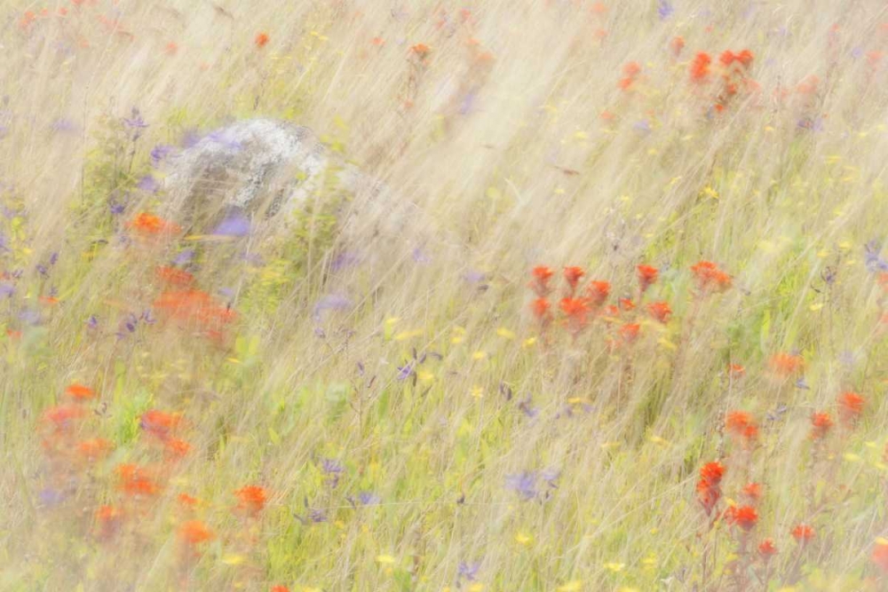WA, San Juans Field of flowers and grasses art print by Don Paulson for $57.95 CAD