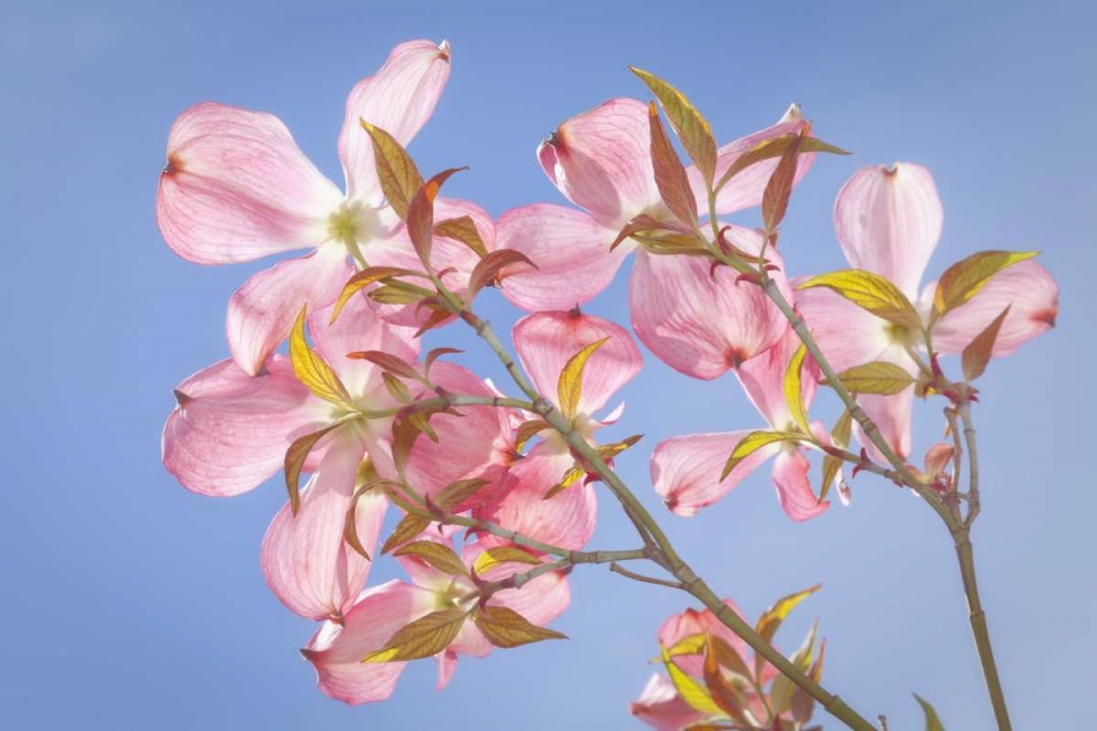 WA, Seabeck Pink dogwood blossoms against sky art print by Don Paulson for $57.95 CAD