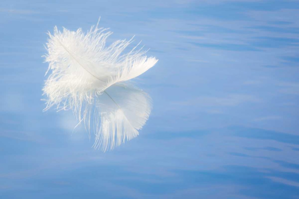 WA, Seabeck White feather reflects on water art print by Don Paulson for $57.95 CAD