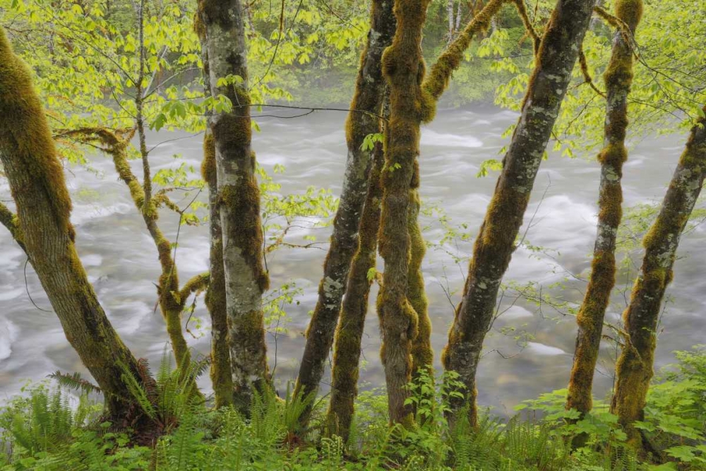 WA, Cascade Mts Beckler River through Maples art print by Don Paulson for $57.95 CAD