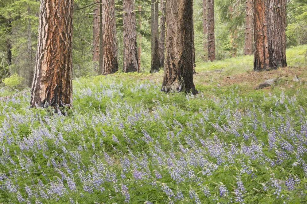 Washington, Leavenworth Forest and lupines art print by Don Paulson for $57.95 CAD