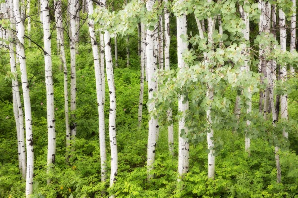 WA, Leavenworth Stand of aspen trees in forest art print by Don Paulson for $57.95 CAD