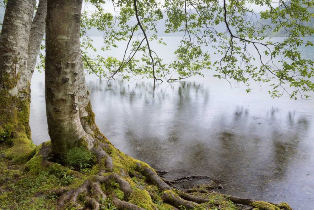 WA, Olympic NP Alders overhanging Lake Crescent art print by Don Paulson for $57.95 CAD