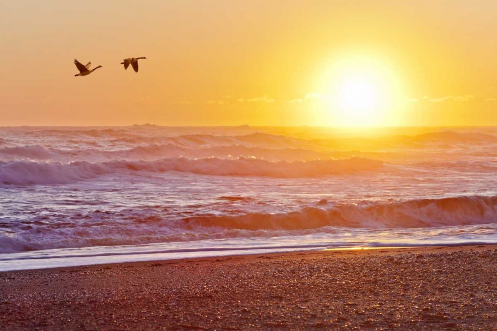 WA, Olympic NP Canada geese over Rialto Beach art print by Don Paulson for $57.95 CAD