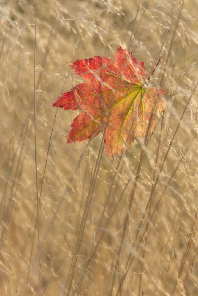 WA, Seabeck Vine maple leaf caught in fall grass art print by Don Paulson for $57.95 CAD