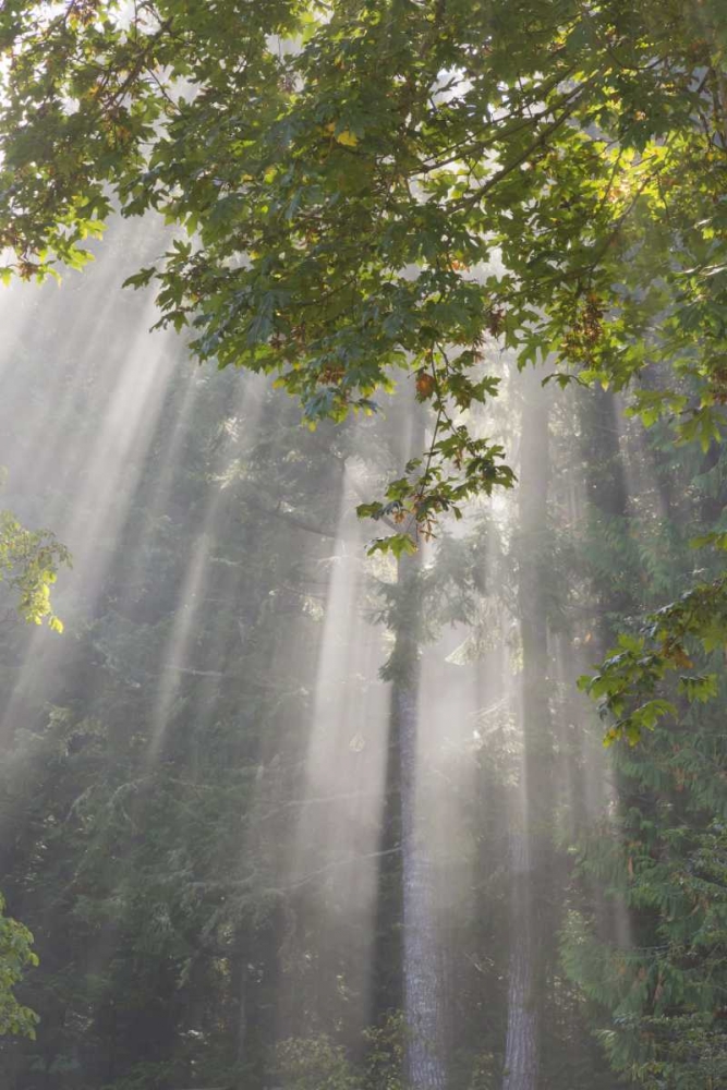 WA, Seabeck Morning sun through foggy trees art print by Don Paulson for $57.95 CAD