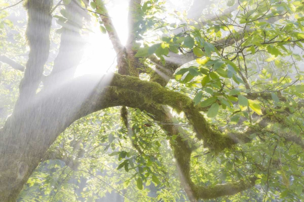 WA, Seabeck Morning sun through foggy trees art print by Don Paulson for $57.95 CAD