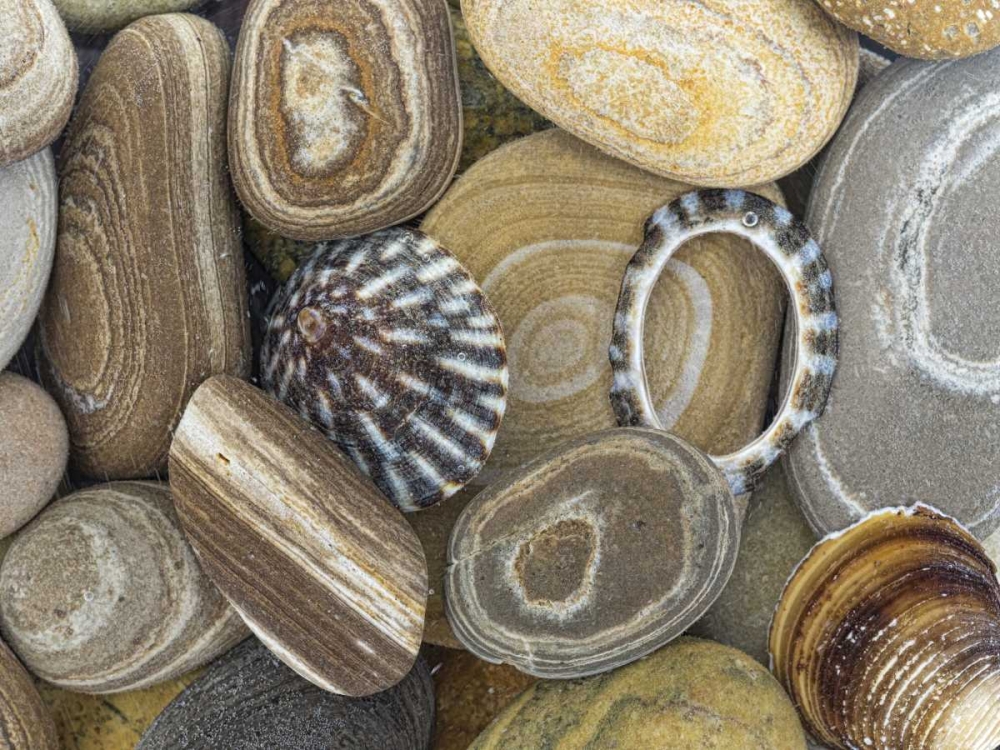 Washington, Seabeck Beach stones and shells art print by Don Paulson for $57.95 CAD