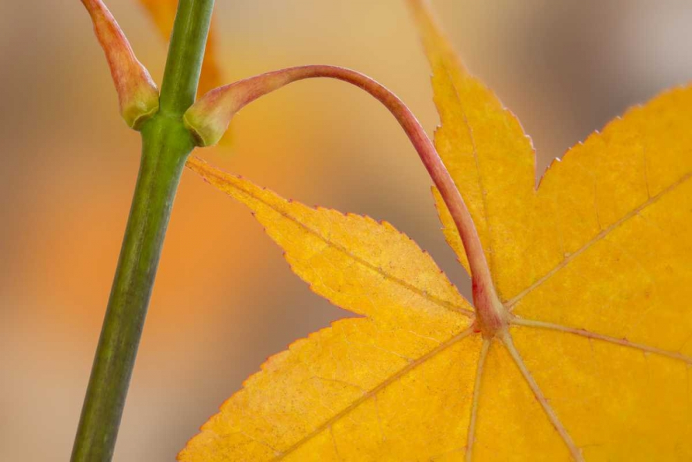 Washington, Seabeck Maple leaf in autumn color art print by Don Paulson for $57.95 CAD