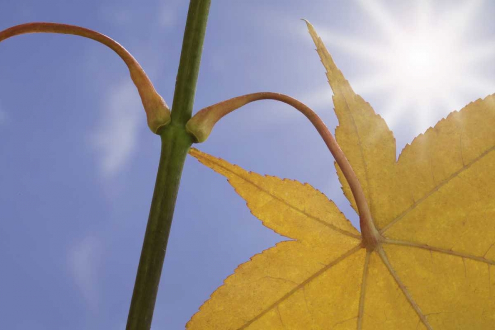 Washington, Seabeck Maple leaf in autumn color art print by Don Paulson for $57.95 CAD