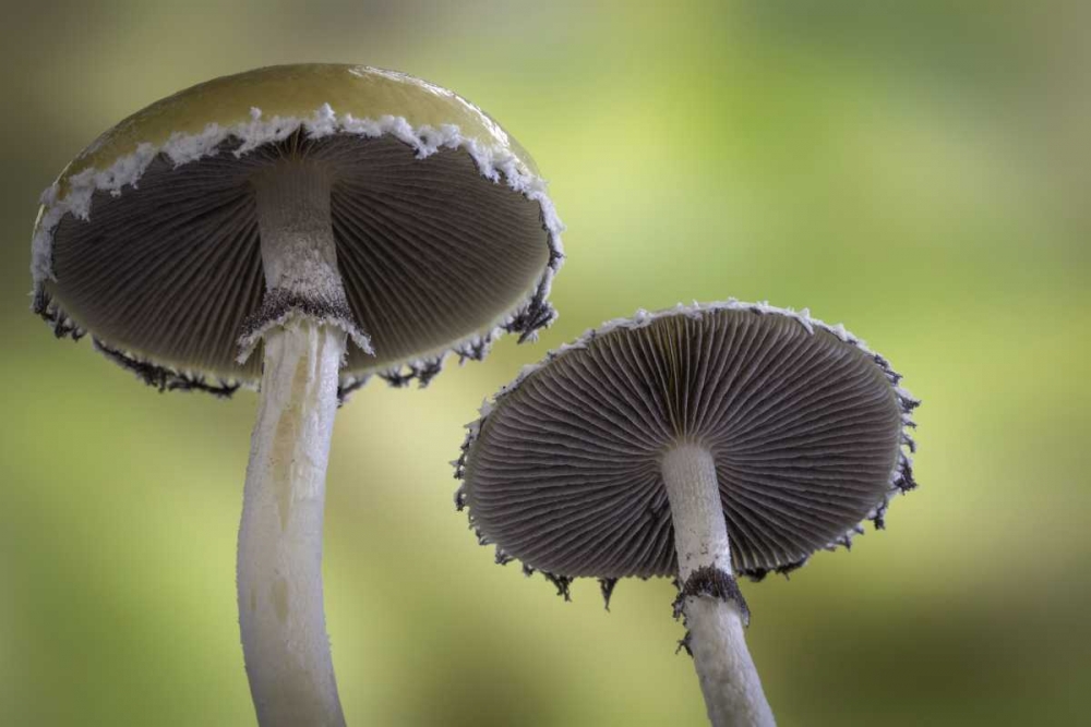 Washington, Seabeck Underside of mushrooms art print by Don Paulson for $57.95 CAD