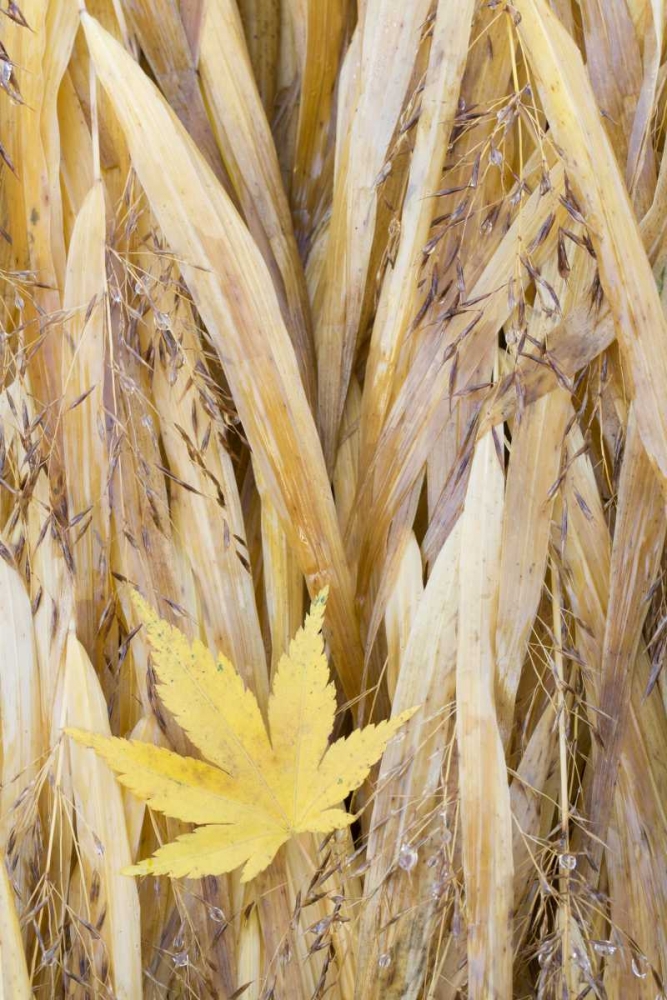 WA, Seabeck Maple leaf on Japanese forest grass art print by Don Paulson for $57.95 CAD