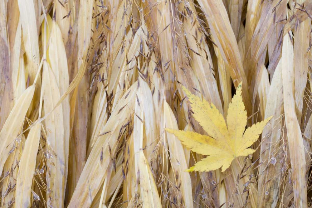 WA, Seabeck Maple leaf on Japanese forest grass art print by Don Paulson for $57.95 CAD