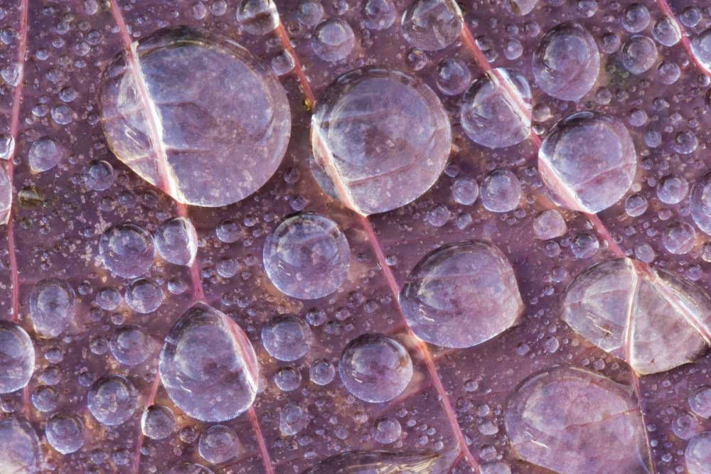 Washington, Seabeck Detail of dew on a leaf art print by Don Paulson for $57.95 CAD