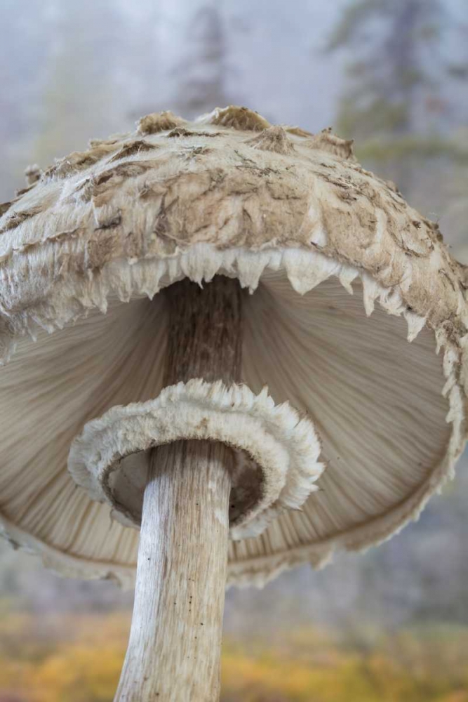 WA, Seabeck Underside of shaggy parasol mushroom art print by Don Paulson for $57.95 CAD
