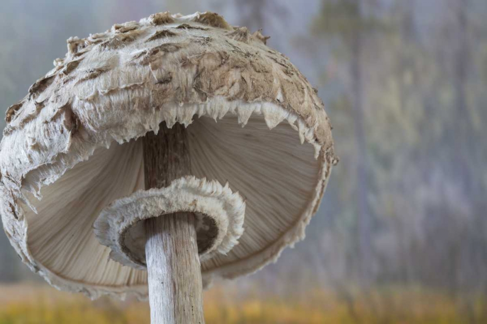 Washington, Seabeck Shaggy parasol mushroom art print by Don Paulson for $57.95 CAD