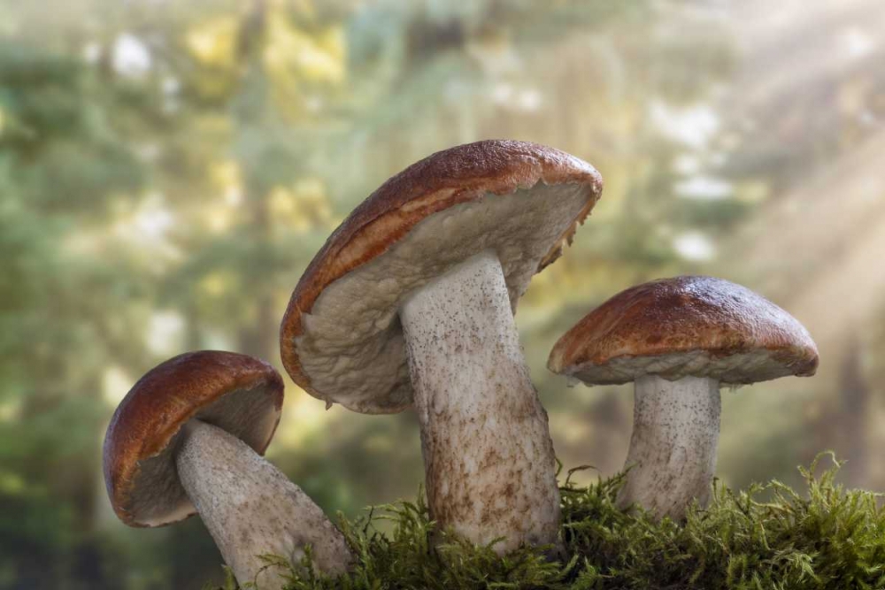 WA, Seabeck Leccinum insigne, mushroom art print by Don Paulson for $57.95 CAD