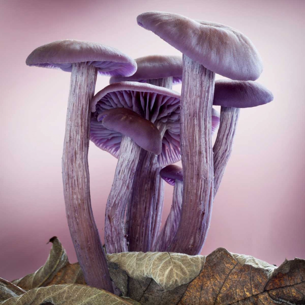 Washington, Seabeck Group of mushrooms art print by Don Paulson for $57.95 CAD