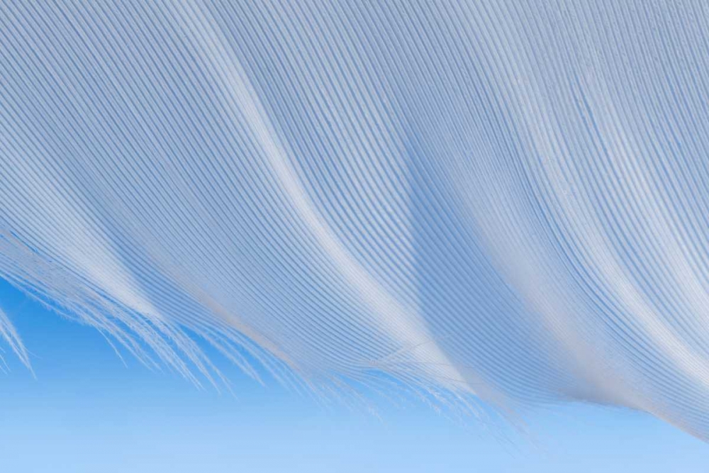 Washington, Seabeck A white feather art print by Don Paulson for $57.95 CAD