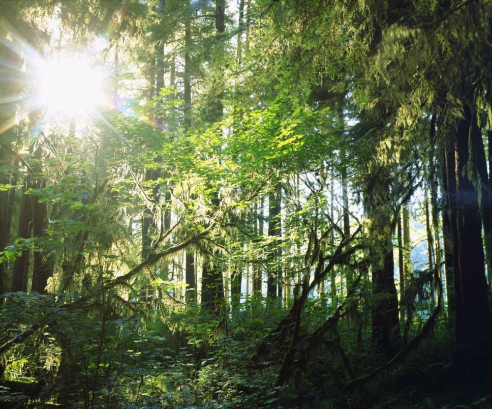 WA, Olympic NP Moss growing from trees art print by Christopher Talbot Frank for $57.95 CAD