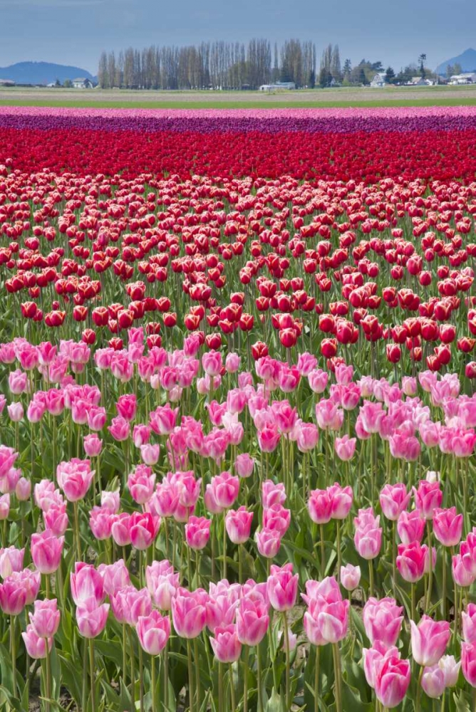 USA, Washington Field of multicolored tulips art print by Jones Shimlock for $57.95 CAD