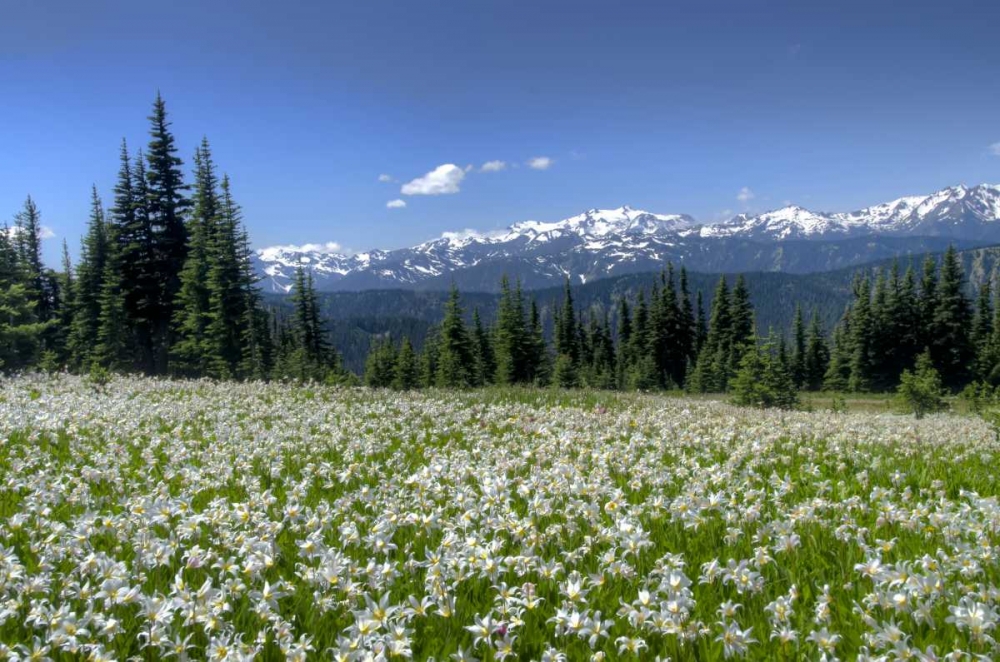 WA, Olympia NP High-altitude lilies in bloom art print by Jones Shimlock for $57.95 CAD