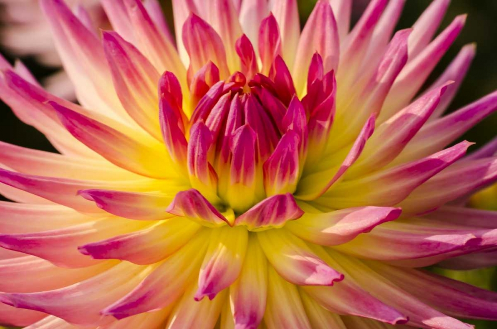 USA, Washington Detail of dahlia flower art print by Jones Shimlock for $57.95 CAD