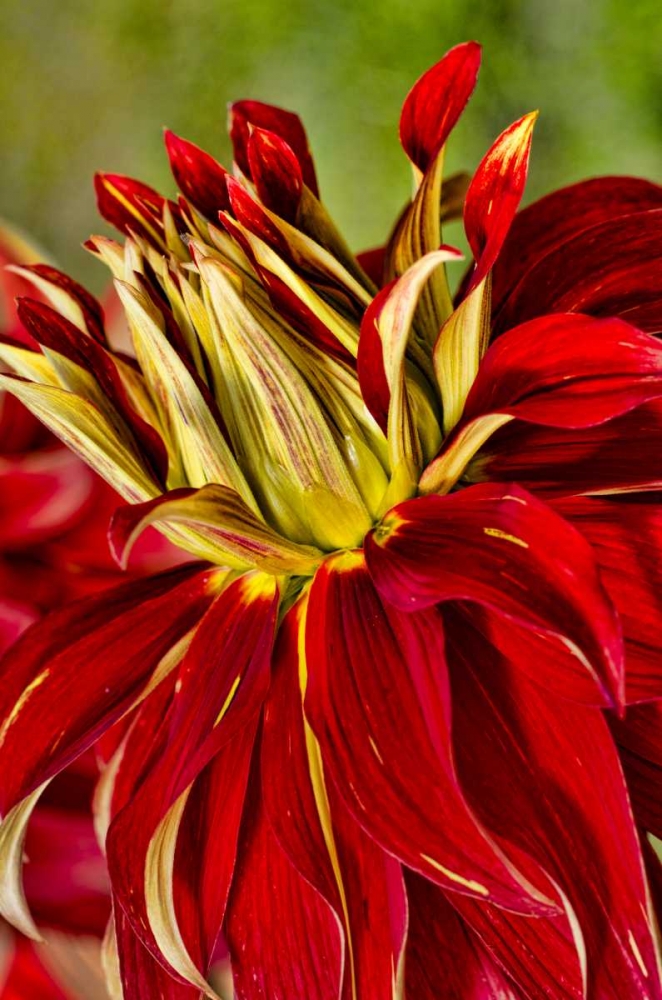 USA, Washington Detail of dahlia flower art print by Jones Shimlock for $57.95 CAD