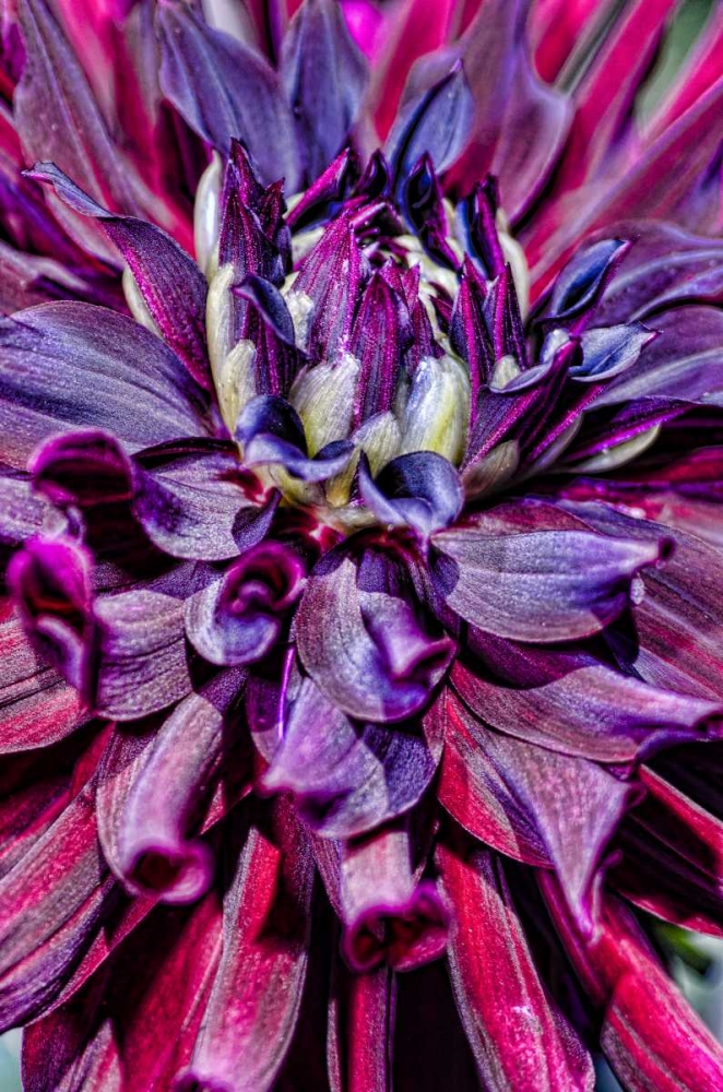 USA, Washington Detail of dahlia flower art print by Jones Shimlock for $57.95 CAD