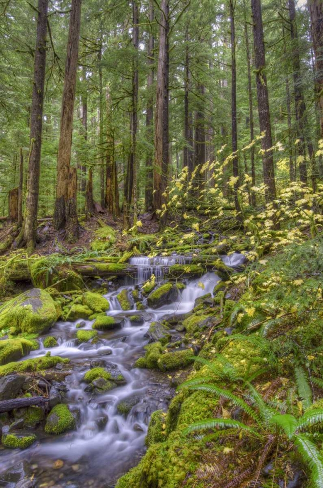 USA, Washington Cascading stream in Olympia NP art print by Jones Shimlock for $57.95 CAD