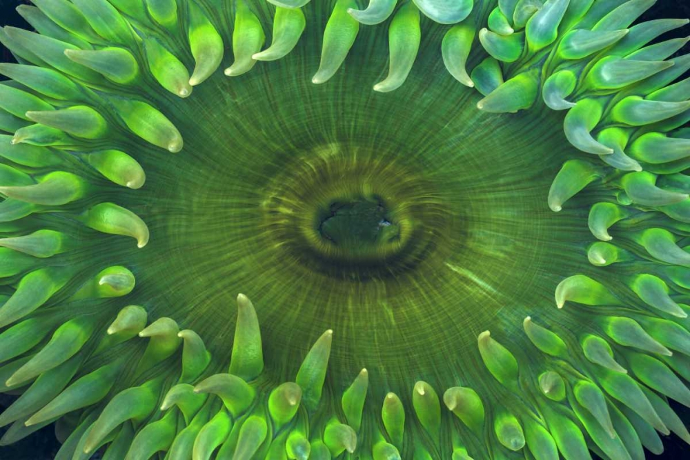 USA, Washington Close-up of sea anemone art print by Don Paulson for $57.95 CAD