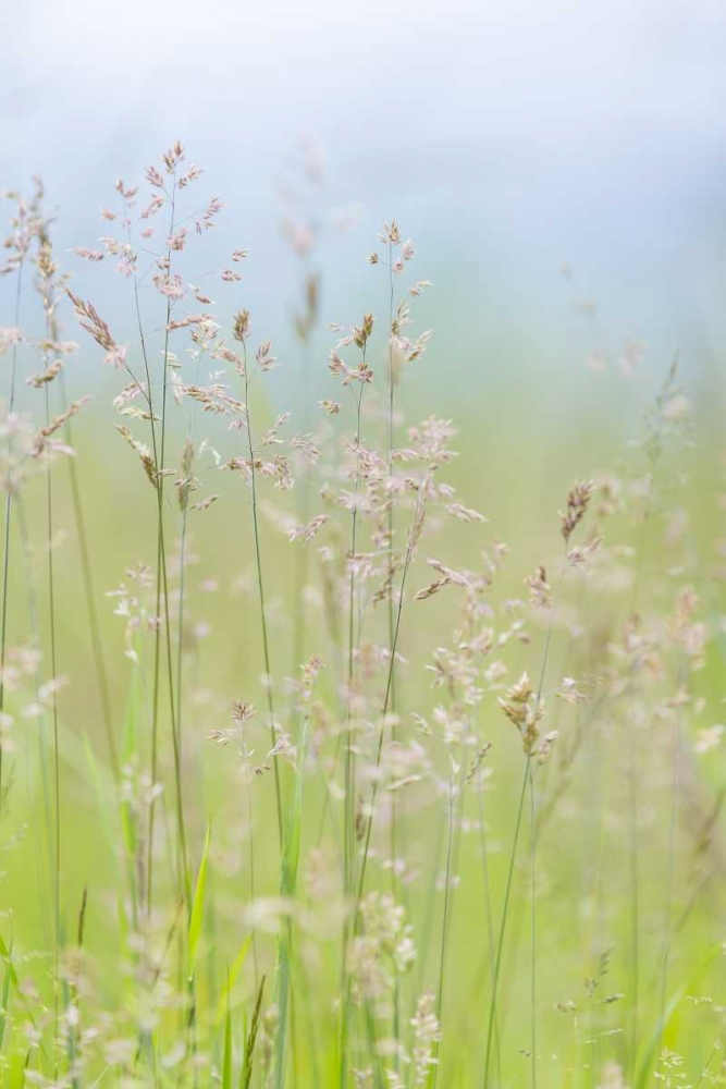 USA, Washington, Seabeck Grasses in motion art print by Don Paulson for $57.95 CAD