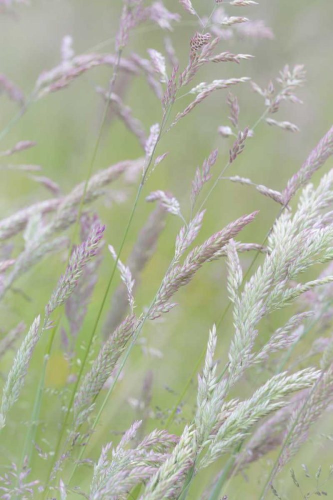 USA, Washington, Seabeck Grasses in motion art print by Don Paulson for $57.95 CAD