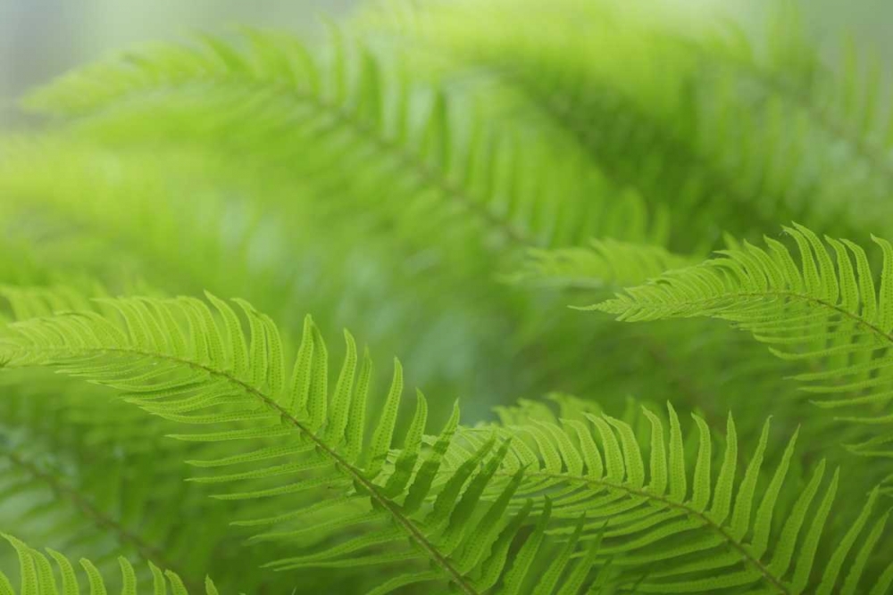 USA, Washington, Seabeck Close-up of sword fern art print by Don Paulson for $57.95 CAD