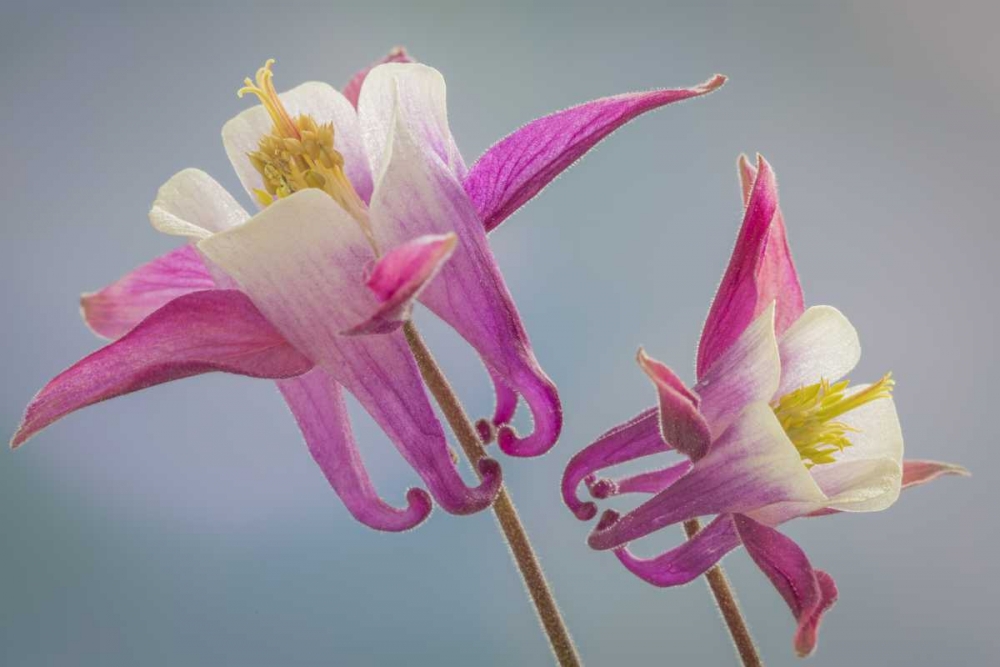 Washington, Seabeck Columbine flowers art print by Don Paulson for $57.95 CAD