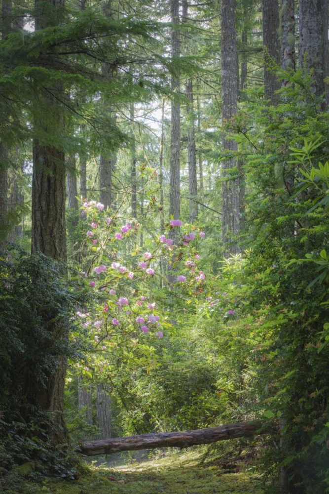 WA, Seabeck Rhododendron blooms in a forest art print by Don Paulson for $57.95 CAD