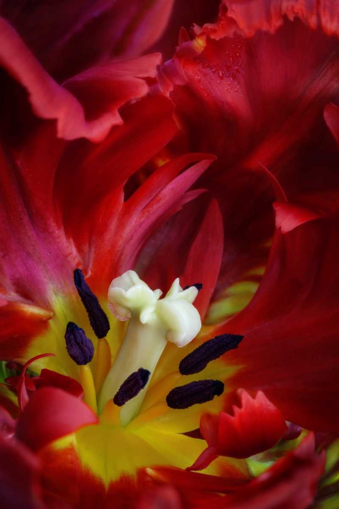 WA, Seabeck Interior of parrot tulip flower art print by Don Paulson for $57.95 CAD