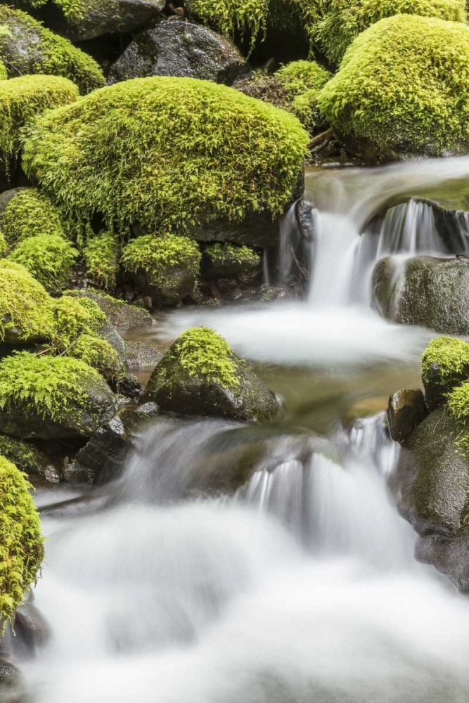 Washington, Olympic NP Small stream in forest art print by Don Paulson for $57.95 CAD