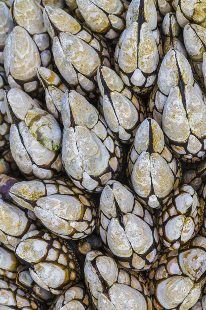 WA, Goose barnacles in Salt Creek Recreation Area art print by Don Paulson for $57.95 CAD