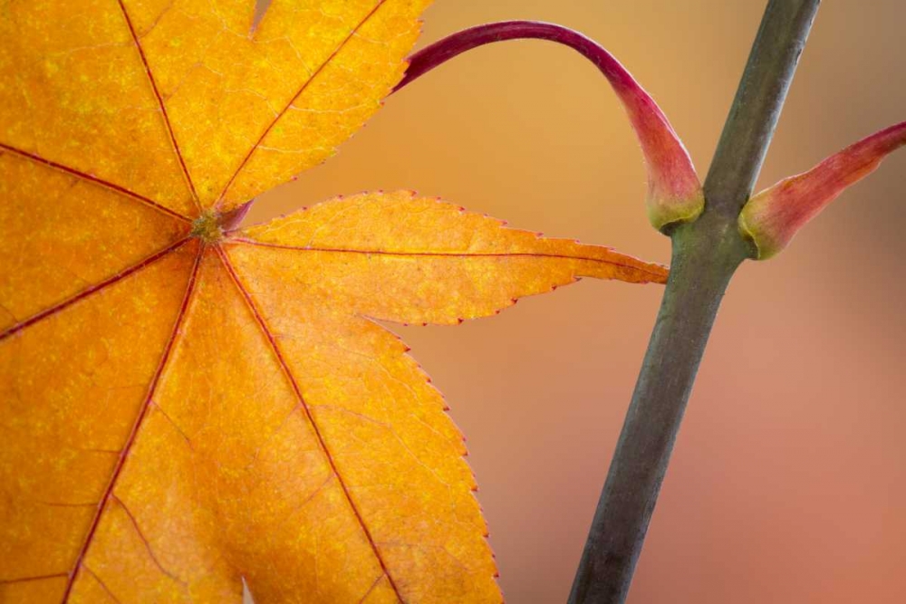 Washington, Seabeck Maple leaf in autumn color art print by Don Paulson for $57.95 CAD