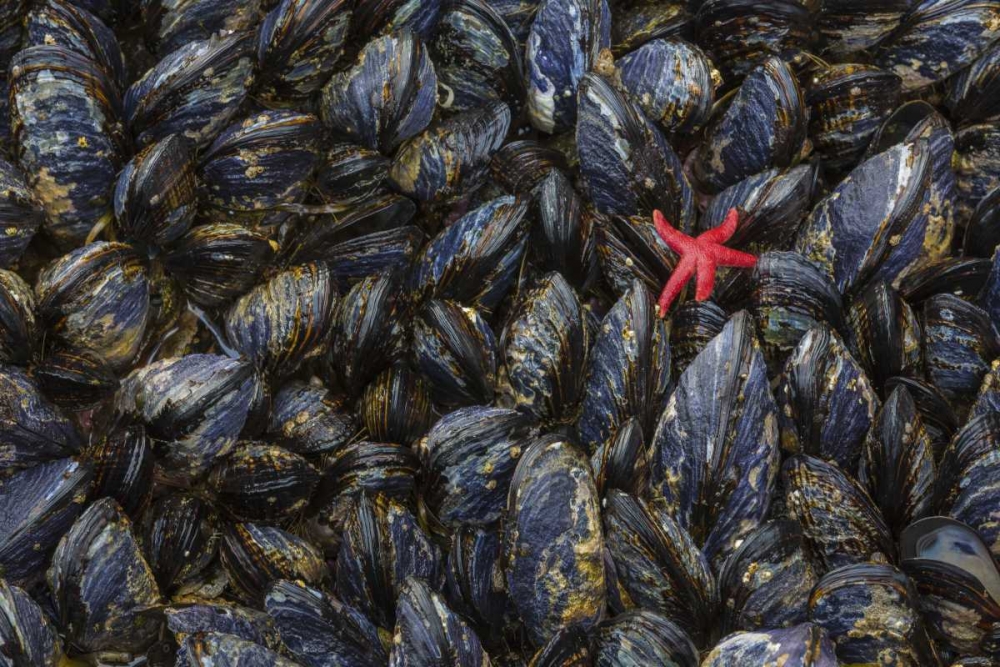 WA, Mussels and red sea star at tide pools art print by Don Paulson for $57.95 CAD