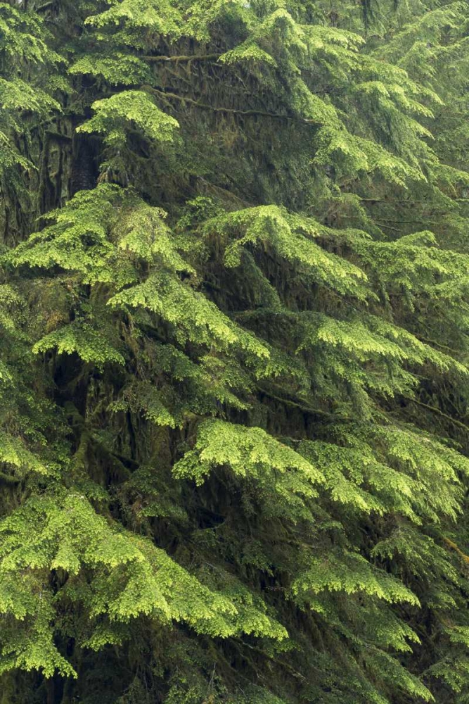Washington, Olympic NP Western hemlock tree art print by Don Paulson for $57.95 CAD
