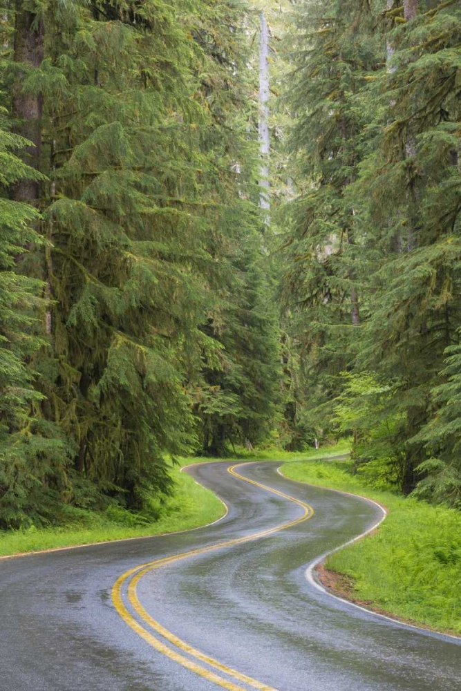 WA, Olympic NP Sol Duc River Road through forest art print by Don Paulson for $57.95 CAD