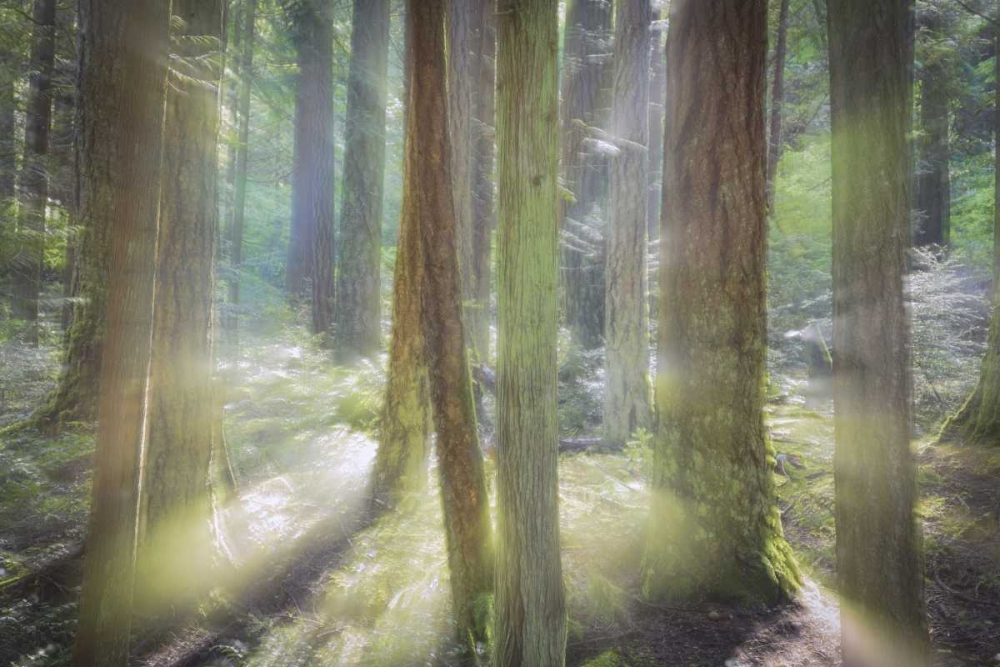 WA, Scenic Beach SP Blurred forest scene art print by Don Paulson for $57.95 CAD
