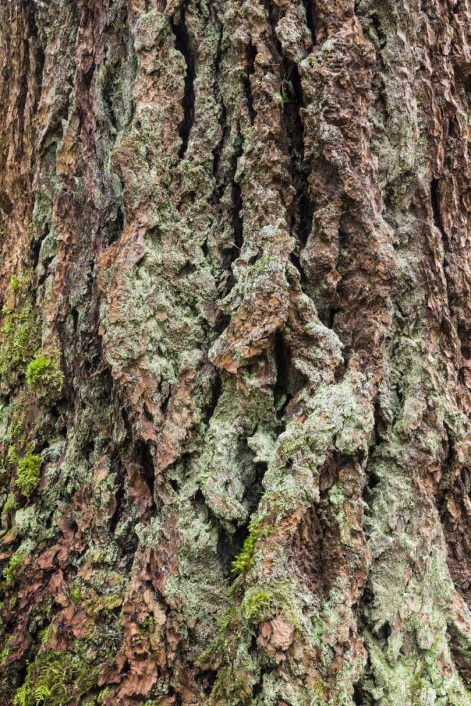 Washington, Olympics Old growth Douglas fir bark art print by Don Paulson for $57.95 CAD