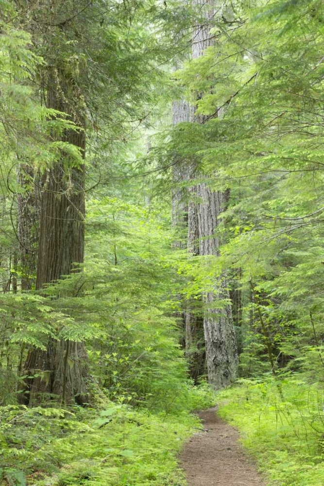 WA, Olympic NF Lower Big Quilcene River Trail art print by Don Paulson for $57.95 CAD
