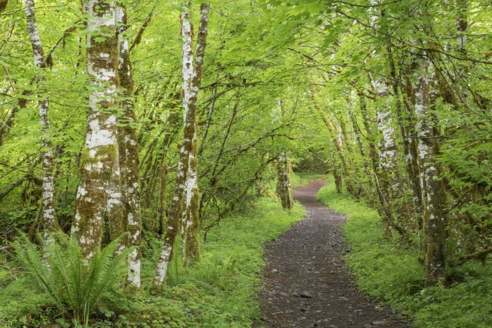 Washington, Olympic NP Trail through a forest art print by Don Paulson for $57.95 CAD