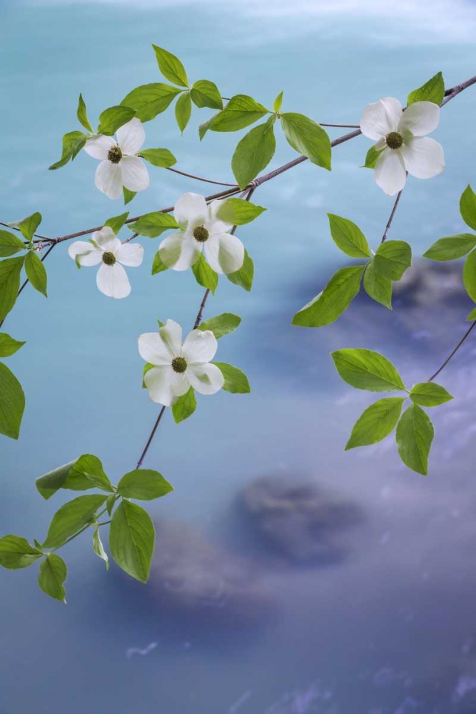 WA, Olympic NF Flowering Pacific dogwood branch art print by Don Paulson for $57.95 CAD