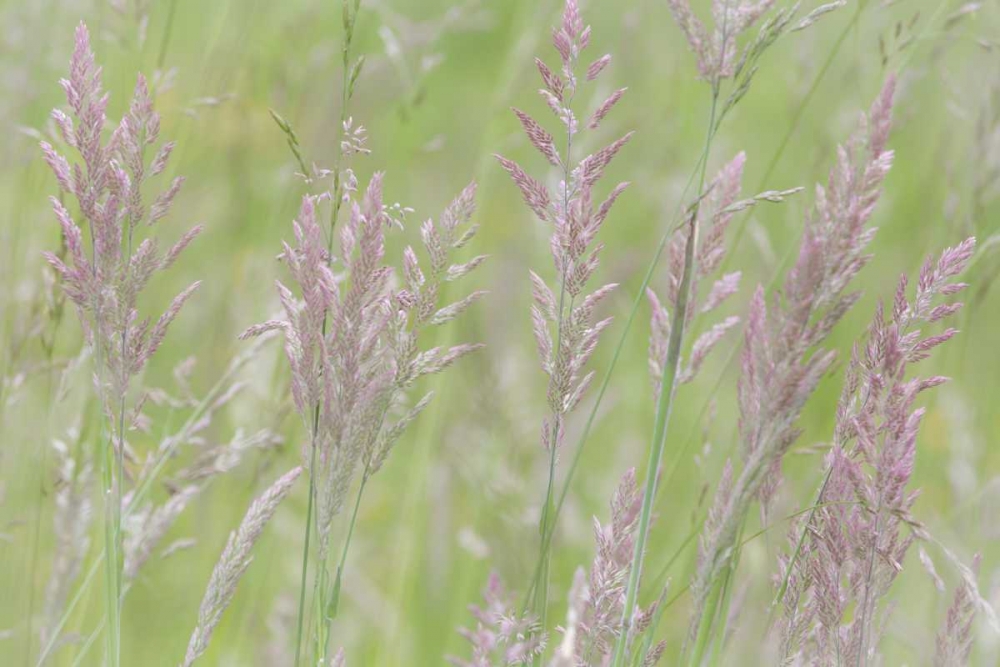 USA, Washington, Seabeck Grasses in motion art print by Don Paulson for $57.95 CAD