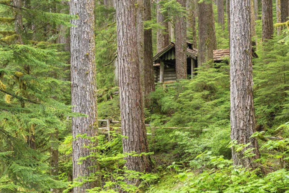USA, Washington, Olympic NP Forest cabin shelter art print by Don Paulson for $57.95 CAD